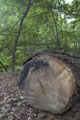 Click to see it big Ich mit Kettensäge, Impression aus dem Wald